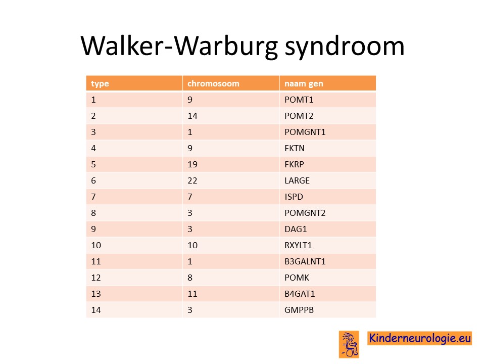 Hijsen Alvast Assimileren Walker-Warburg syndroom