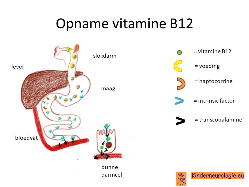 Vitamine B12 tekort